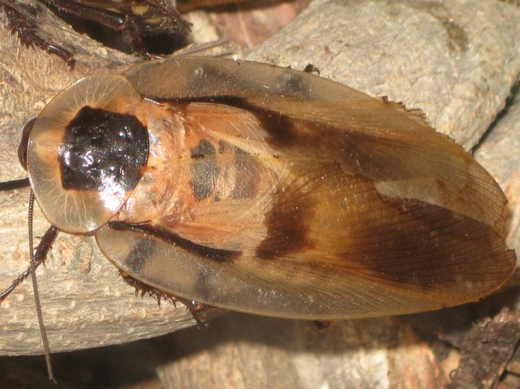 Blaberus Giganteus, Inilah Spesies Kecoa Terbesar Didunia