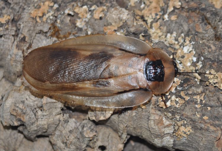 Blaberus Giganteus, Inilah Spesies Kecoa Terbesar Didunia