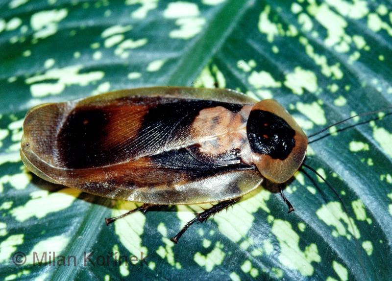 Blaberus Giganteus, Inilah Spesies Kecoa Terbesar Didunia