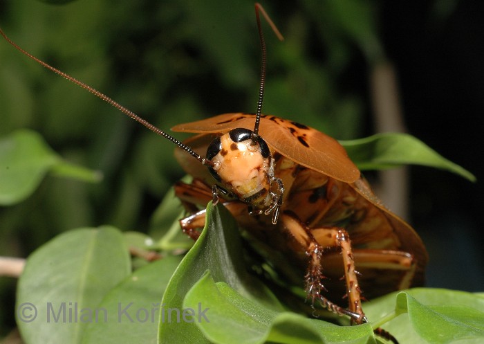 Blaberus Giganteus, Inilah Spesies Kecoa Terbesar Didunia