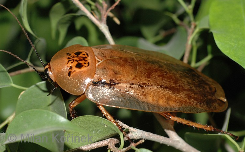 Blaberus Giganteus, Inilah Spesies Kecoa Terbesar Didunia