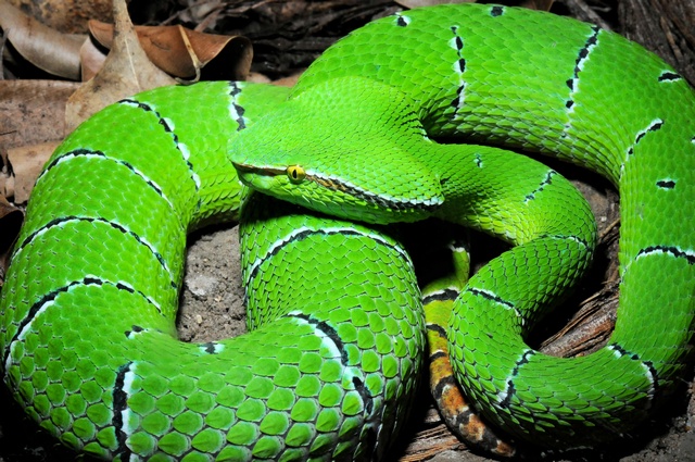 Kenali Jenis Ular Berbisa di Sekitar Agan &#91;Indonesian Snake&#93;