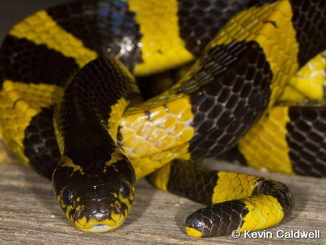 Kenali Jenis Ular Berbisa di Sekitar Agan &#91;Indonesian Snake&#93;