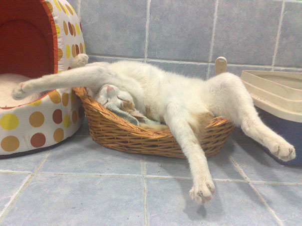 30 Kucing yang Menguasai Seni Tidur yang Lucu &quot;The Art Of Sleep-Fu&quot;