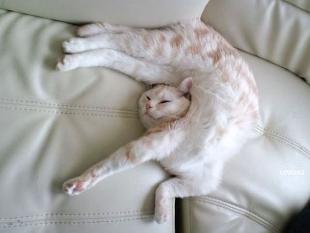 30 Kucing yang Menguasai Seni Tidur yang Lucu &quot;The Art Of Sleep-Fu&quot;
