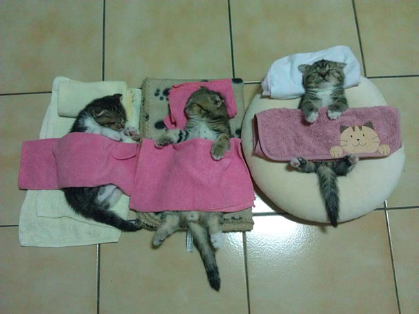 30 Kucing yang Menguasai Seni Tidur yang Lucu &quot;The Art Of Sleep-Fu&quot;