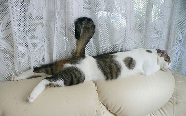 30 Kucing yang Menguasai Seni Tidur yang Lucu &quot;The Art Of Sleep-Fu&quot;