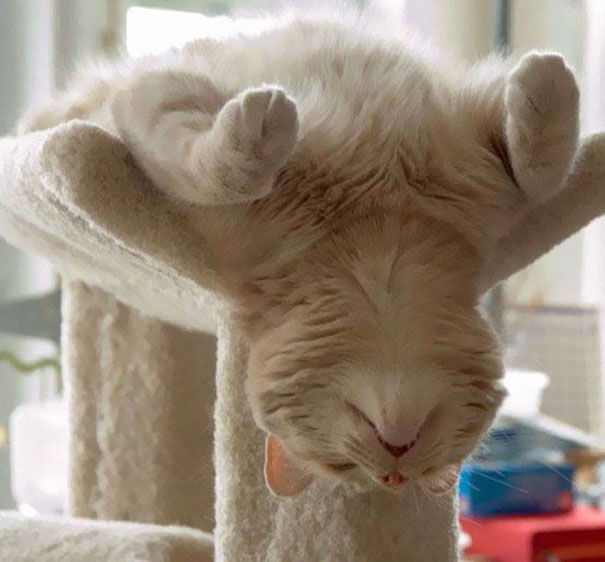 30 Kucing yang Menguasai Seni Tidur yang Lucu &quot;The Art Of Sleep-Fu&quot;
