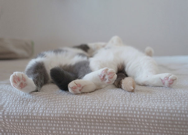 30 Kucing yang Menguasai Seni Tidur yang Lucu &quot;The Art Of Sleep-Fu&quot;