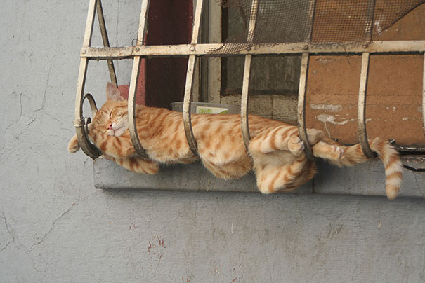 30 Kucing yang Menguasai Seni Tidur yang Lucu &quot;The Art Of Sleep-Fu&quot;
