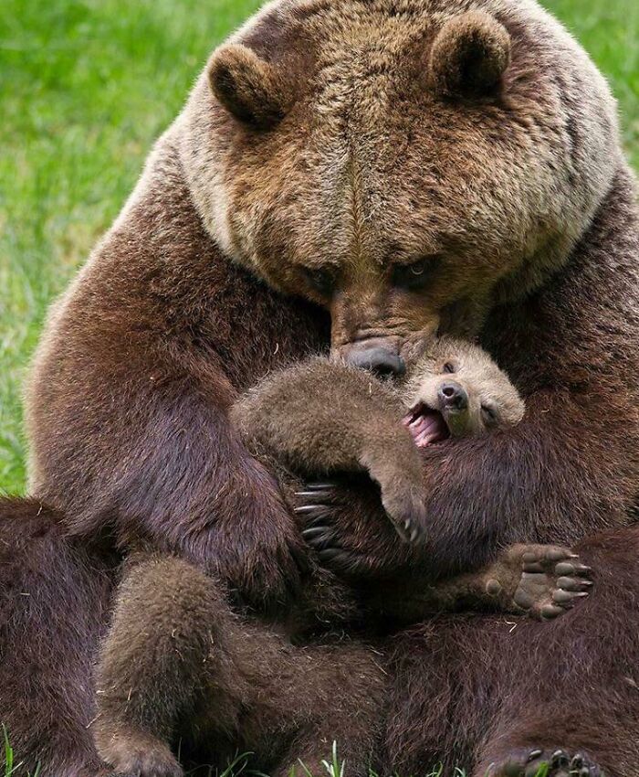 Kocak, Berikut 15 Kelakuan Kacau Beruang yang Bikin Kamu Geleng-geleng Kepala 