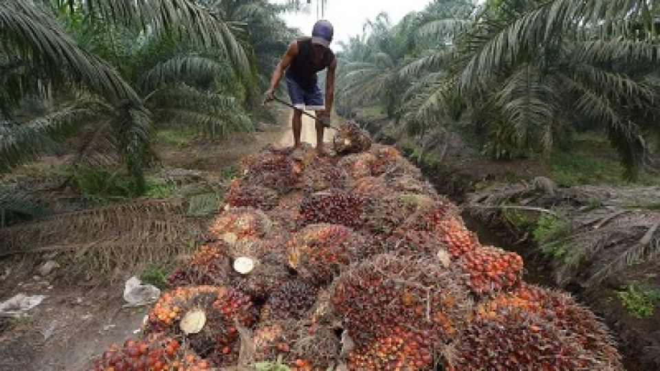 south-africa-suffers-palm-oil-ban-black-sea-embargo