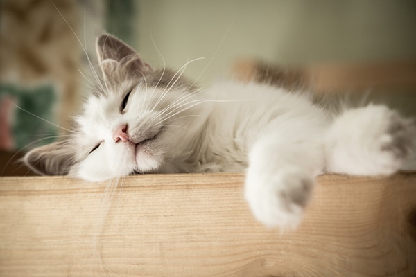 Kenapa sih Kucing Doyan Banget Tidur?