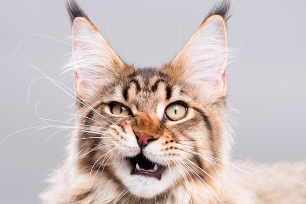 Fantastis! Inilah 5 Ras Kucing Termahal di Dunia
