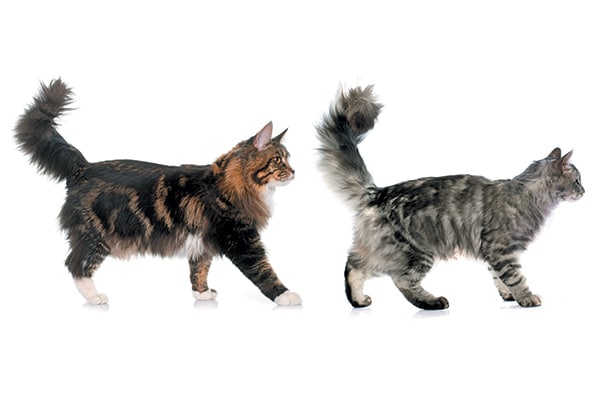 7 Posisi Ekor Kucing dan Artinya Supaya Kamu Lebih Mengerti Kucing Kamu