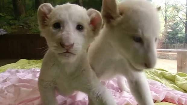 Bayi Singa Putih Kelahiran Korsel Tampil Menggemaskan