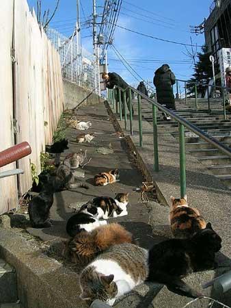 Tashirojima, Pulau Dengan Populasi Kucing Terbanyak