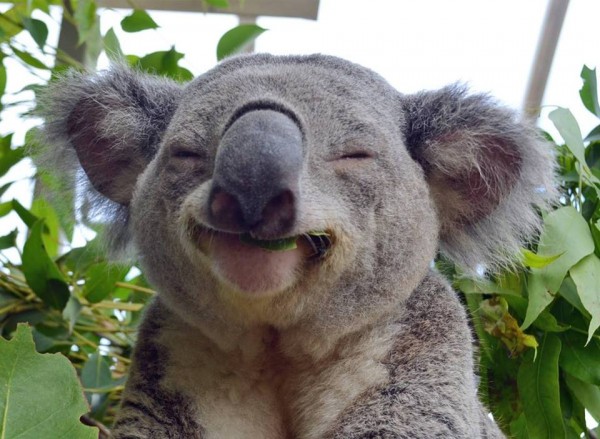 Selfie Bersama Kanguru di Currumbin Wildlife Sanctuary