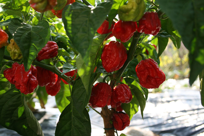 ayo-bertanam-cabe---hot--eksotis