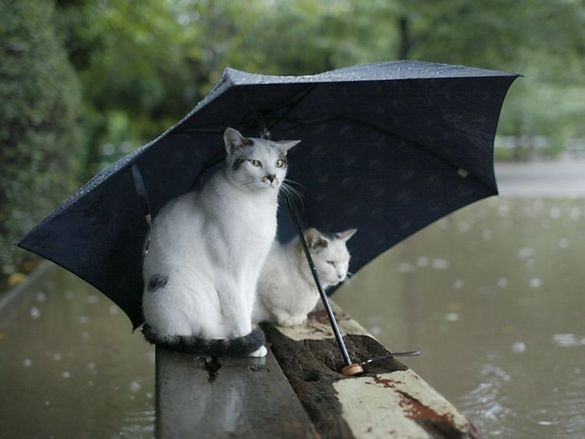 Tak Selamanya Banjir Itu Kelabu