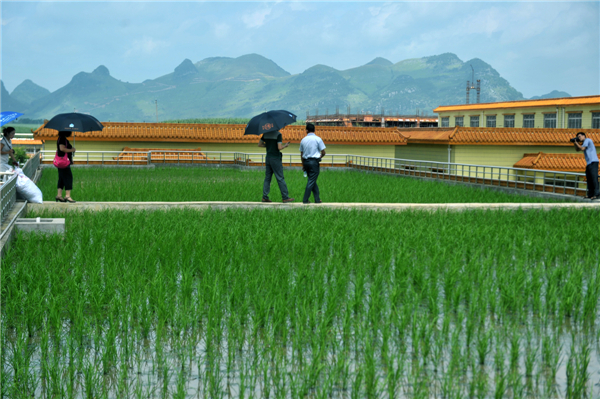 Lima Ribu Hektare Sawah Hilang untuk Jalan Tol