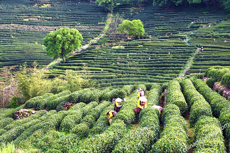 Rekomendasi Wisata Kebun Teh yang Menyegarkan Mata