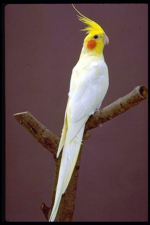 &#8776;&#8776;&#9829;&#9829; Penggemar Cockatiel / Falck / Parkit Australi &#9829;&#9829;&#8776;&#8776;