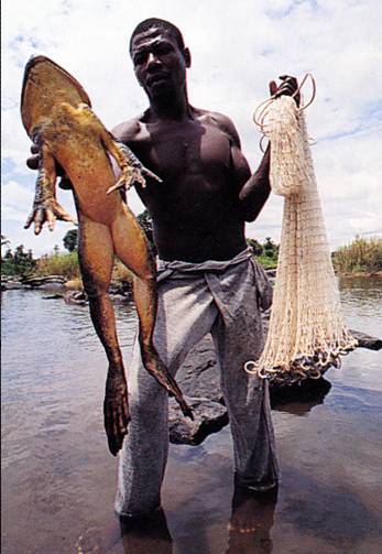 wah-ada-kodok-raksasa-makanannya-ular-dan-tikus