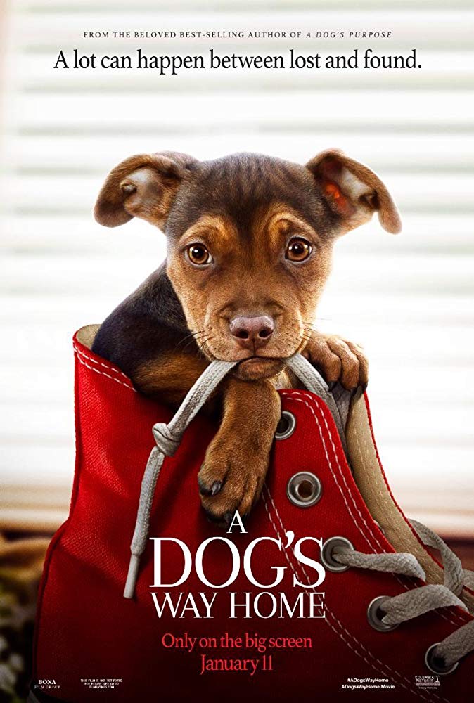 a-dogs-way-home-kisah-perjalanan-seekor-anjing-dalam-menemukan-sang-pemilik