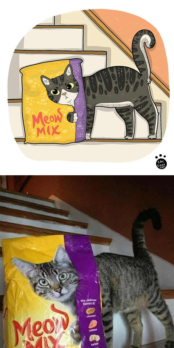 Sering Jadi Korban Meme, 5 Gambar Kucing dalam Bentuk ...