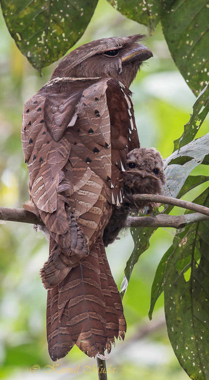 Potret Burung Paruh Kodok, Saat Bayi Bentuknya Lucu Abis