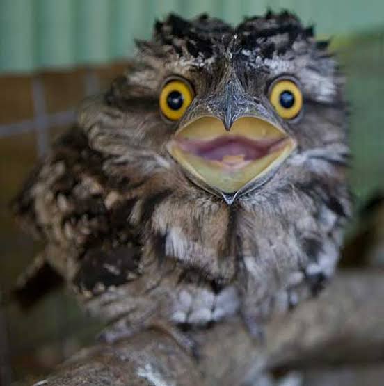 Potret Burung Paruh Kodok, Saat Bayi Bentuknya Lucu Abis