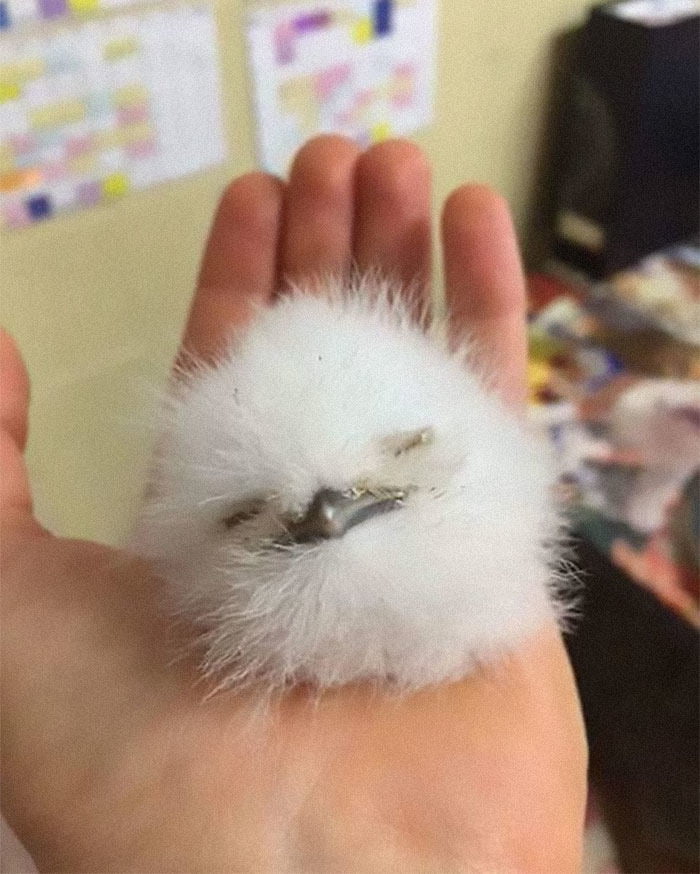 Potret Burung Paruh Kodok, Saat Bayi Bentuknya Lucu Abis