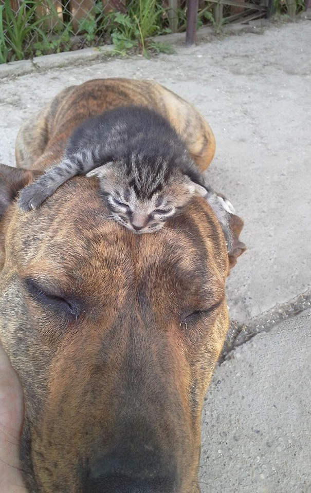 Menggemaskan, 5 Potret yang Membuktikan Bahwa Anjing dan Kucing Bisa Bersahabat