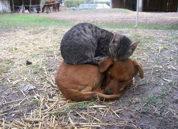 Menggemaskan, 5 Potret yang Membuktikan Bahwa Anjing dan Kucing Bisa Bersahabat