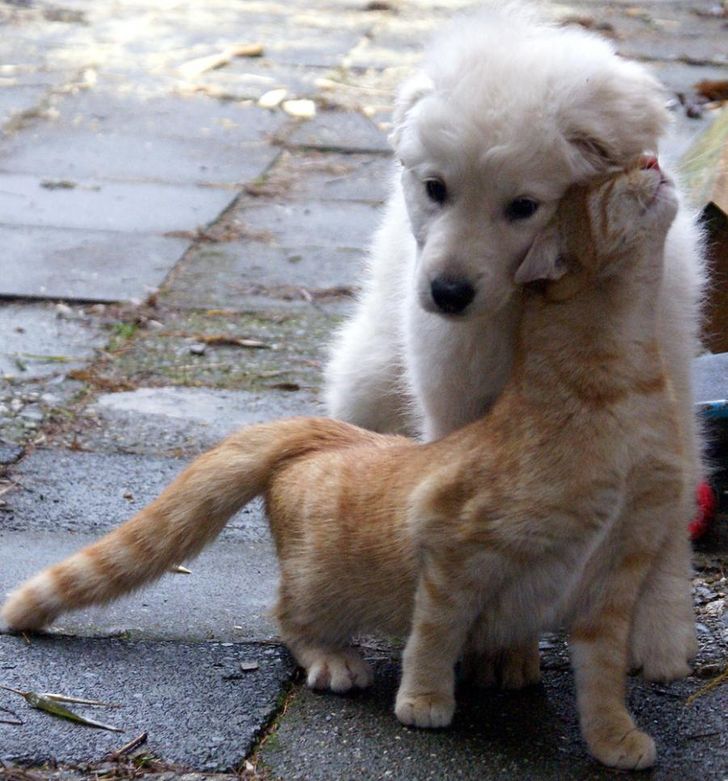 Menggemaskan, 5 Potret yang Membuktikan Bahwa Anjing dan Kucing Bisa Bersahabat
