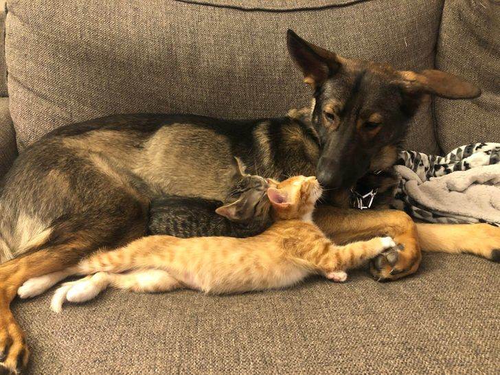 Menggemaskan, 5 Potret yang Membuktikan Bahwa Anjing dan Kucing Bisa Bersahabat