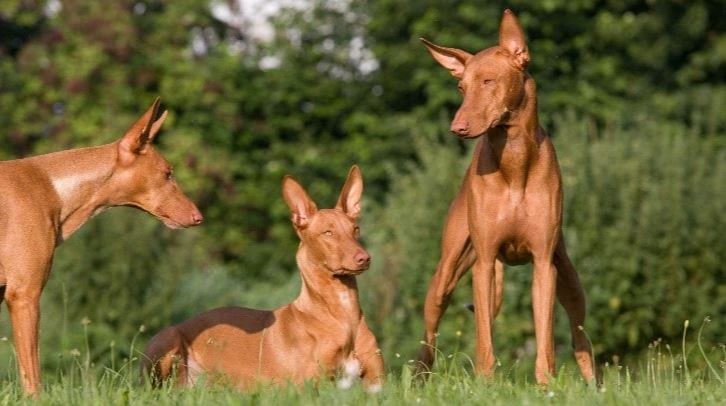 Dihargai Tinggi, 5 Anjing Istimewa dengan Harga Termahal