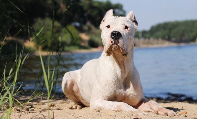 Dihargai Tinggi, 5 Anjing Istimewa dengan Harga Termahal