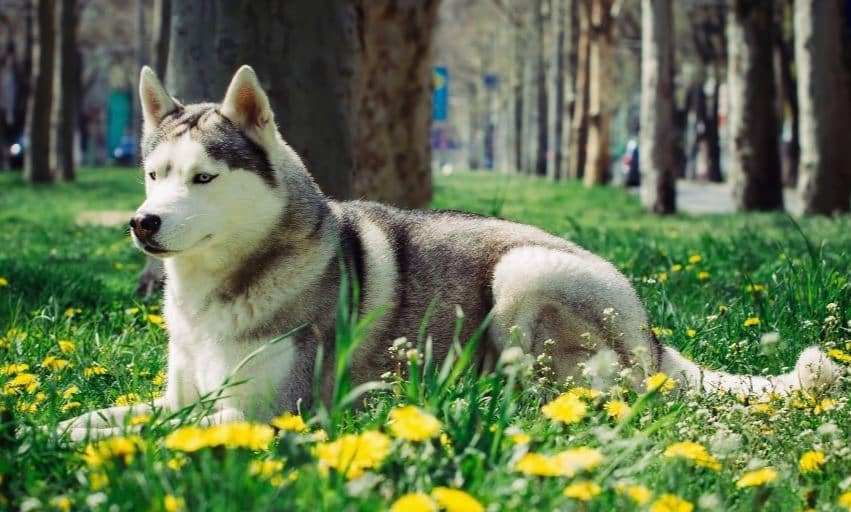 Dihargai Tinggi, 5 Anjing Istimewa dengan Harga Termahal