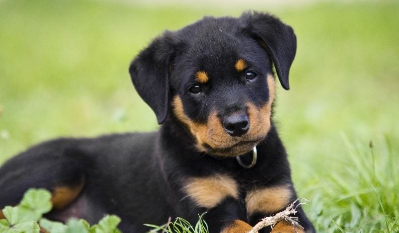 Dihargai Tinggi, 5 Anjing Istimewa dengan Harga Termahal