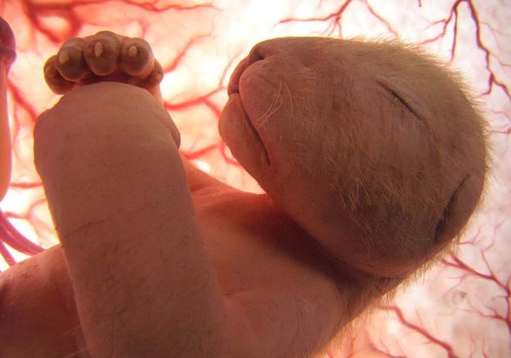 Menakjubkan, 5 Potret Hewan Saat Masih Bayi di Perut Induknya