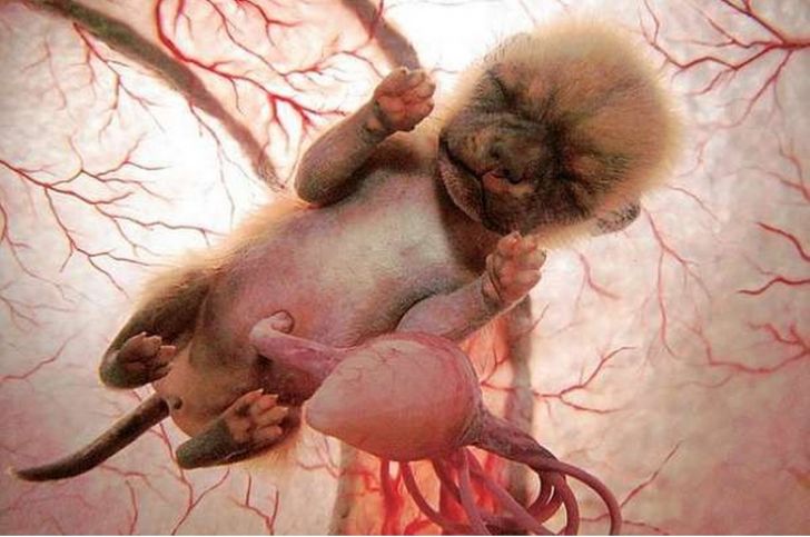 Menakjubkan, 5 Potret Hewan Saat Masih Bayi di Perut Induknya