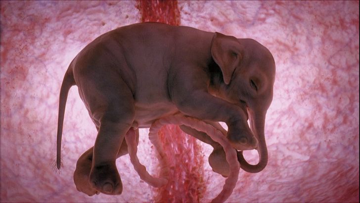Menakjubkan, 5 Potret Hewan Saat Masih Bayi di Perut Induknya