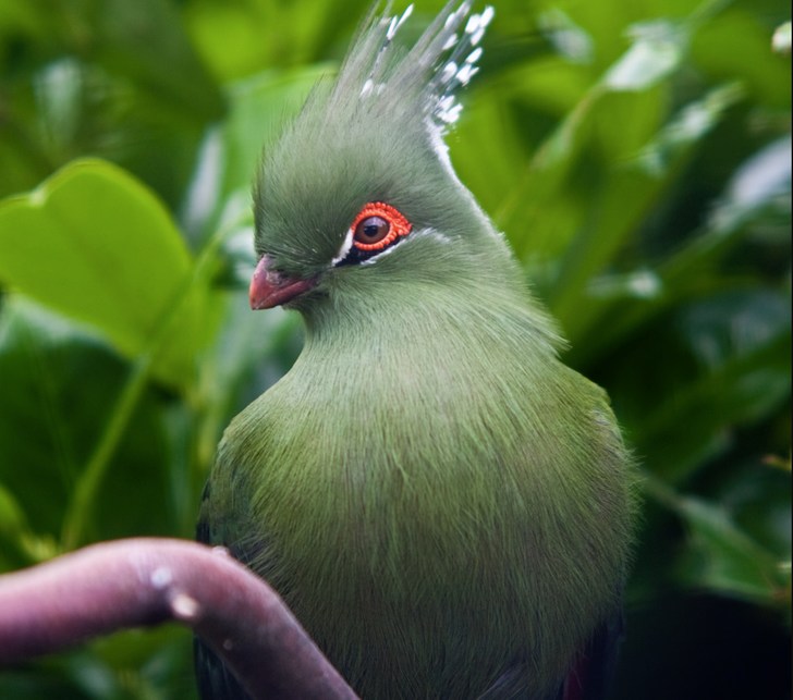 5 Burung Eksotis yang Memiliki Warna dan Bentuk yang Unik