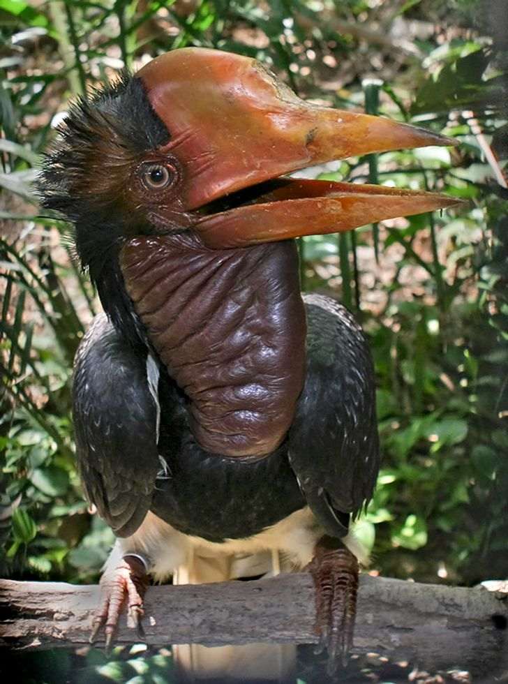5 Burung Eksotis yang Memiliki Warna dan Bentuk yang Unik