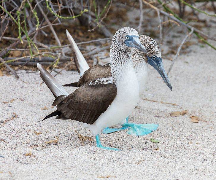 5 Burung Eksotis yang Memiliki Warna dan Bentuk yang Unik
