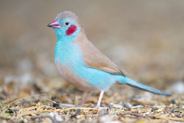 5 Burung Eksotis yang Memiliki Warna dan Bentuk yang Unik