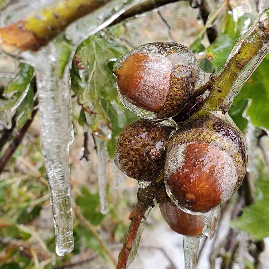 Cantik dan Berkilau, 5 Bunga yang Terjebak dalam Kebekuan Es