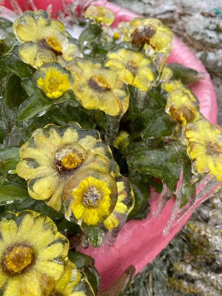 Cantik dan Berkilau, 5 Bunga yang Terjebak dalam Kebekuan Es